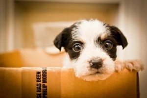 big eyes puppy in a box