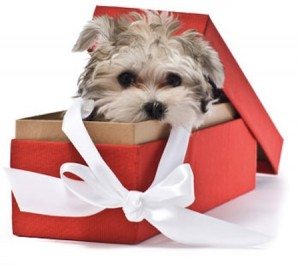 dog in a box
