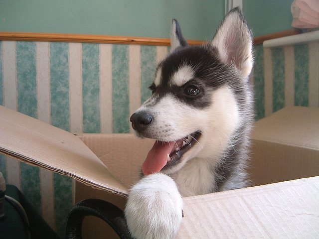 husky big in a box