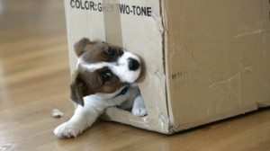 puppy_in_a_box_rex