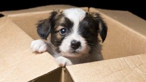puppy in a box