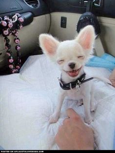 very happy little dog