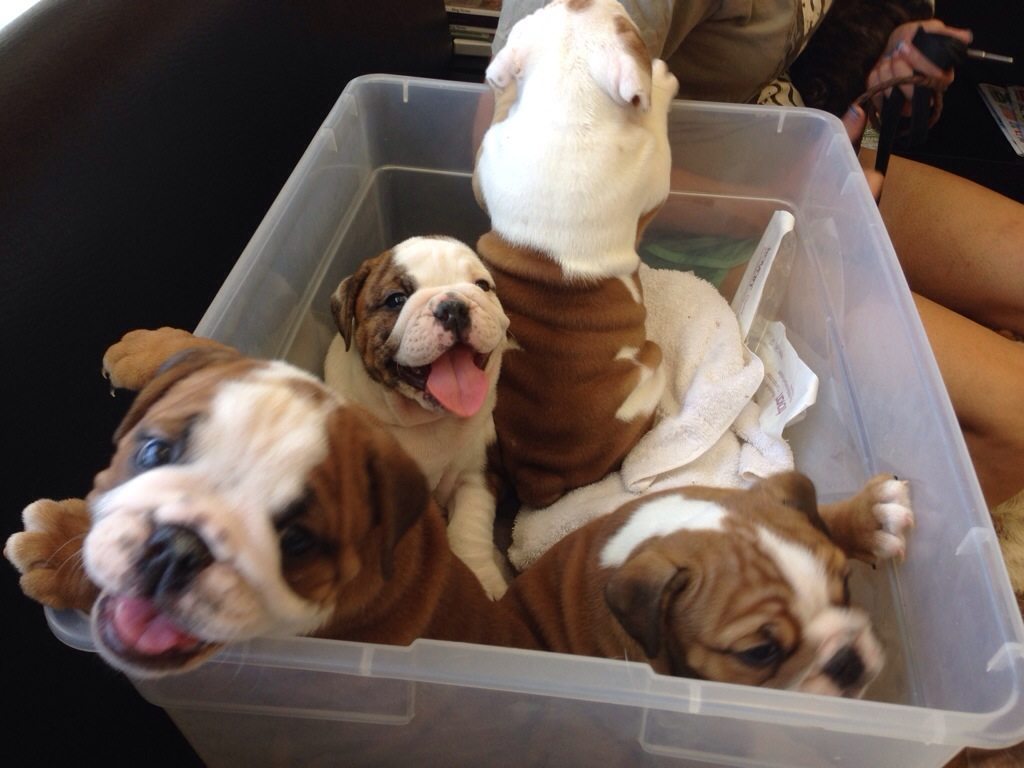 very happy puppies