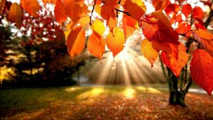 Autumn-Leaves-in-sunshine